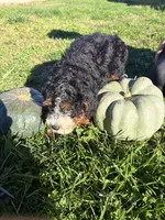 Girl 2, a female Miniature Bernedoodle for sale in Montpelier, OH – 3 of 4