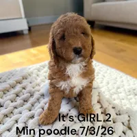 AKC GIRL 2, a female Poodle - Miniature  for sale in Montpelier, OH – 1 of 2