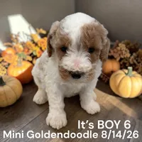 Boy 6, a male Miniature Goldendoodle for sale in Montpelier, OH – 2 of 2