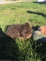 Boy 1, a male Miniature Bernedoodle for sale in Montpelier, OH – 2 of 3