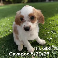 Girl 3, a female Cavapoo for sale in Montpelier, OH – 2 of 2