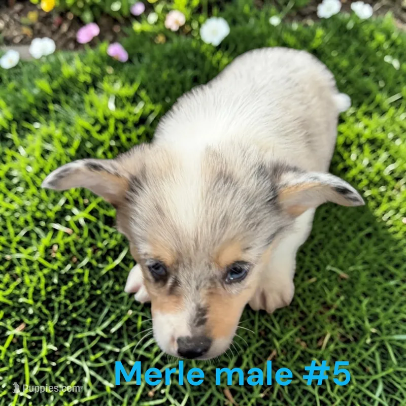 Boy 5 – Pembroke Welsh Corgi puppy for sale in Montpelier, OH