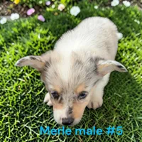 Boy 5, a male Pembroke Welsh Corgi for sale in Montpelier, OH – 1 of 2
