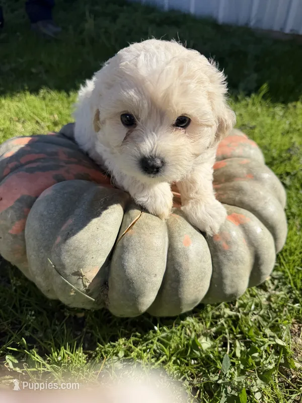 Girl 2 – Maltipoo puppy for sale in Montpelier, OH