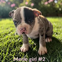 Merl 2, a female Boston Terrier for sale in Montpelier, OH – 2 of 2