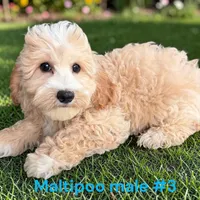 Male 3, a male Maltipoo for sale in Montpelier, OH – 1 of 2