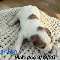 Boy 1, a male Maltese and Poodle - Toy  for sale in Montpelier, OH – 2 of 2
