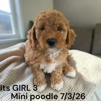 AKC GIRL 3, a female Poodle - Miniature  for sale in Montpelier, OH – 2 of 2