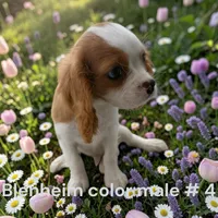 Blenheim #4, a male Cavalier King Charles Spaniel for sale in Montpelier, OH – 1 of 1