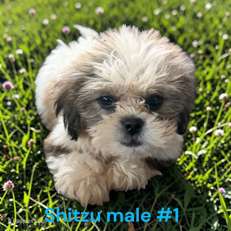 Male 1 – Shih Tzu puppy for sale in Montpelier, OH