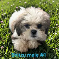 Male 1, a male Shih Tzu for sale in Montpelier, OH – 1 of 2
