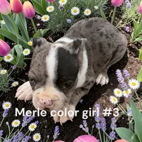 Merle #3, a female Boston Terrier for sale in Montpelier, OH – 2 of 2