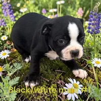 Black/white #1, a male Boston Terrier for sale in Montpelier, OH – 2 of 2