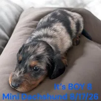 AKC Boy 8 Long Hair, a male Miniature Dachshund for sale in Montpelier, OH – 2 of 2