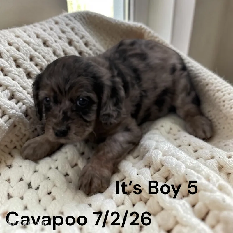 Merle boy 5 – Cavapoo puppy for sale in Montpelier, OH