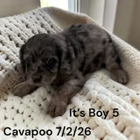 Merle boy 5, a male Cavapoo for sale in Montpelier, OH – 1 of 2