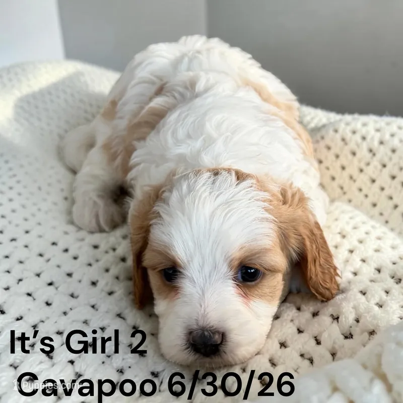 Ruby white girl 2 – Cavapoo puppy for sale in Montpelier, OH