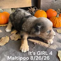 Darker Merle , a female Maltipoo for sale in Montpelier, OH – 2 of 2