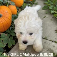 Girl 3 white, a female Maltipoo for sale in Montpelier, OH – 2 of 3