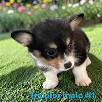 Male 1, a male Pembroke Welsh Corgi for sale in Montpelier, OH – 2 of 2