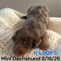 AKC boy 5 Long Hair, a male Miniature Dachshund for sale in Montpelier, OH – 2 of 2