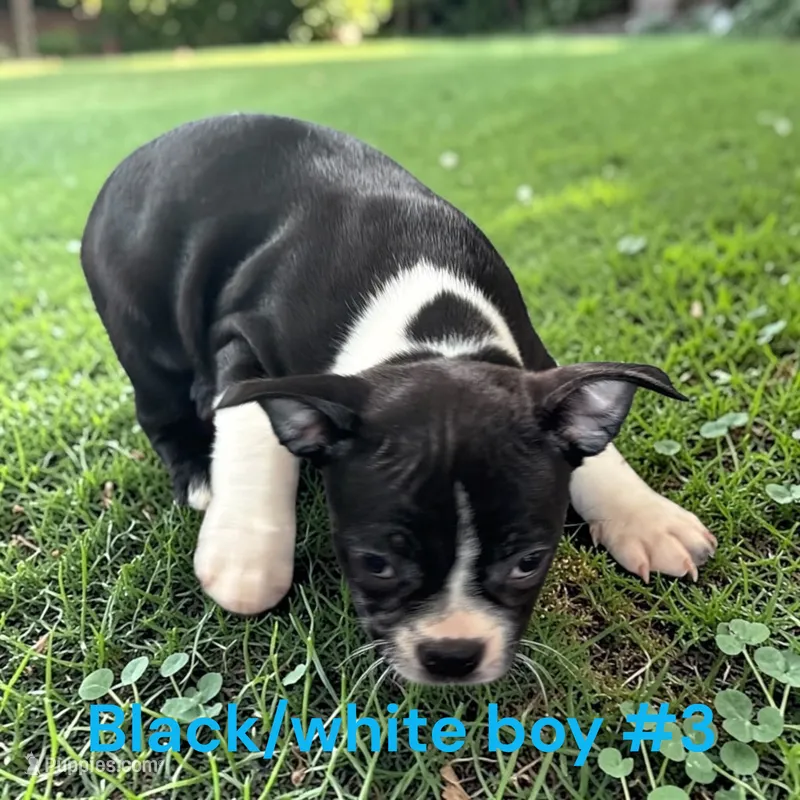 Male 3 – Boston Terrier puppy for sale in Montpelier, OH