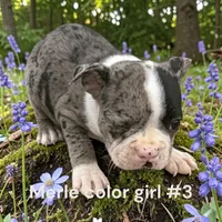 Merle #3, a female Boston Terrier for sale in Montpelier, OH – 1 of 2