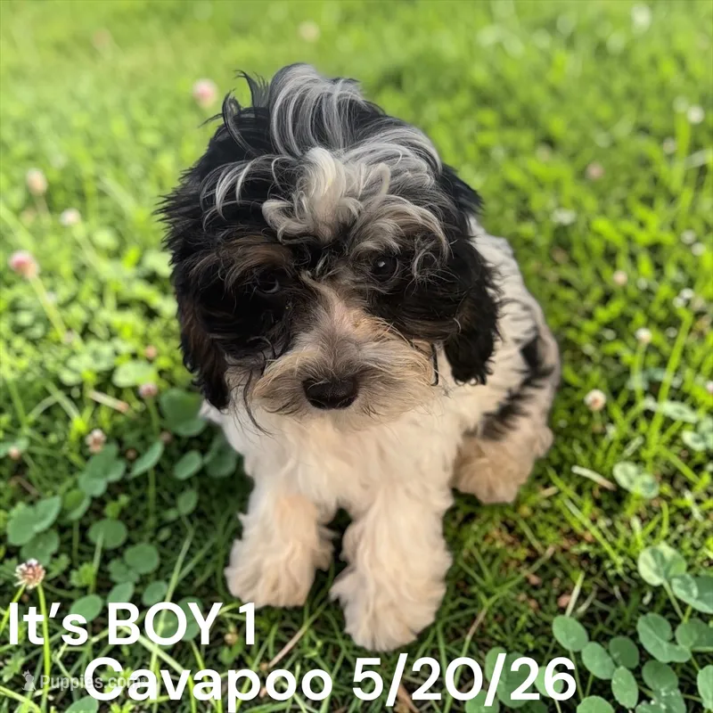 Boy 1 – Cavapoo puppy for sale in Montpelier, OH