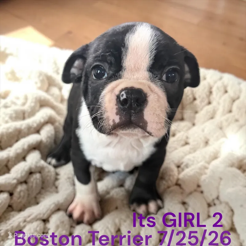 Girl 2 – Boston Terrier puppy for sale in Montpelier, OH