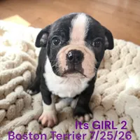 Girl 2, a female Boston Terrier for sale in Montpelier, OH – 1 of 2