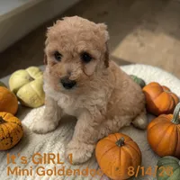 Girl 1, a female Miniature Goldendoodle for sale in Montpelier, OH – 2 of 2