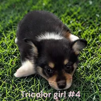 Girl 4, a female Pembroke Welsh Corgi for sale in Montpelier, OH – 1 of 2