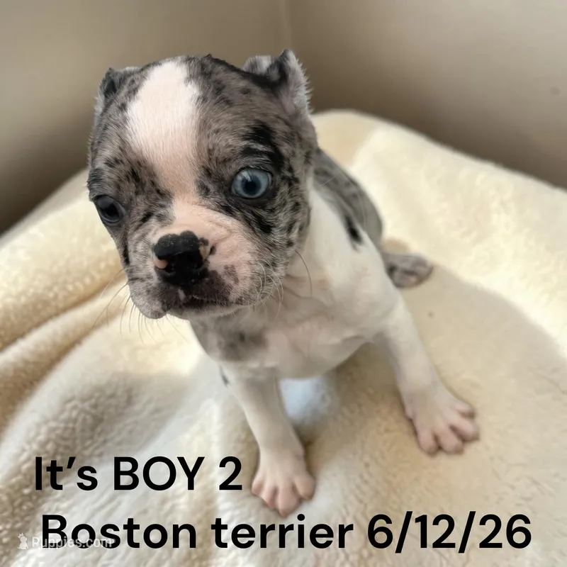 Male 2 – Boston Terrier puppy for sale in Montpelier, OH