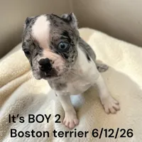 Merle/white Male 2, a male Boston Terrier for sale in Montpelier, OH – 1 of 2