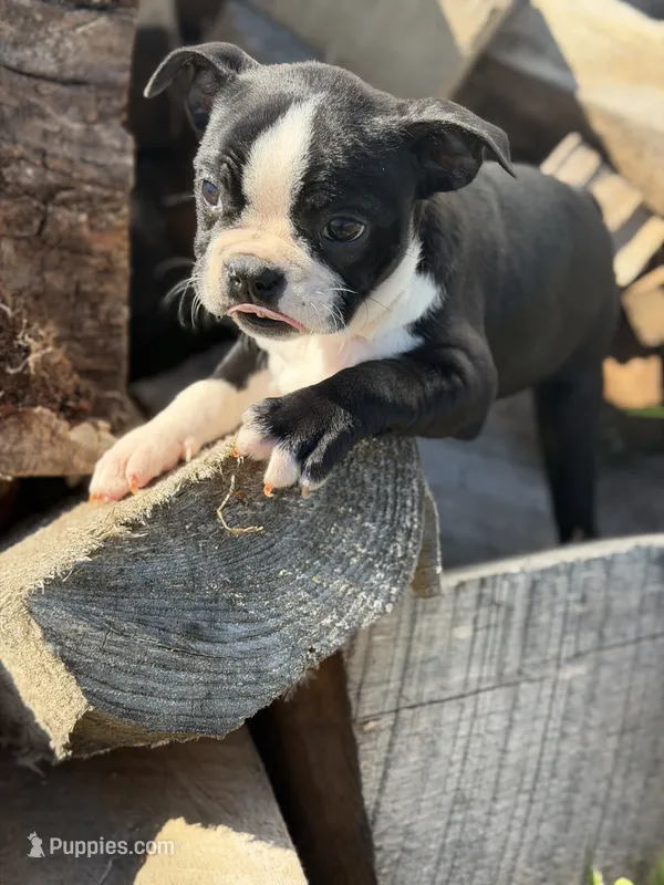 Girl 2 – Boston Terrier puppy for sale in Montpelier, OH