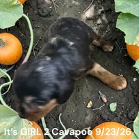 Merle Tan GIRL, a female Cavapoo for sale in Montpelier, OH – 2 of 3