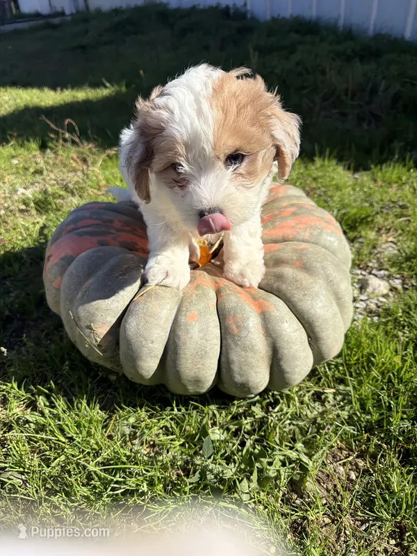 Boy 1 – Maltipoo puppy for sale in Montpelier, OH