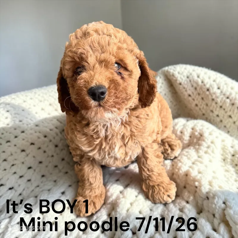 AKC Boy 1 – Miniature Bernedoodle puppy for sale in Montpelier, OH