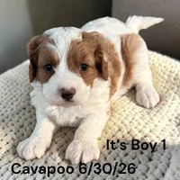 Ruby white Boy 1, a male Cavapoo for sale in Montpelier, OH – 2 of 2