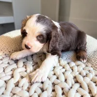 Chocolate tricolor, a male Cocker Spaniel for sale in Montpelier, OH – 1 of 2