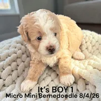 Micro Mini 1, a male Miniature Bernedoodle for sale in Montpelier, OH – 2 of 2