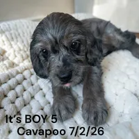 Merle boy 5, a male Cavapoo and Poodle - Toy  for sale in Montpelier, OH – 2 of 2