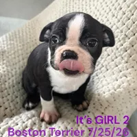 Girl 2, a female Boston Terrier for sale in Montpelier, OH – 2 of 2