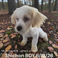 Boy , a male Shichon for sale in Montpelier, OH – 1 of 1