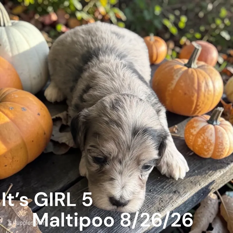 Lighter merle – Maltipoo puppy for sale in Montpelier, OH