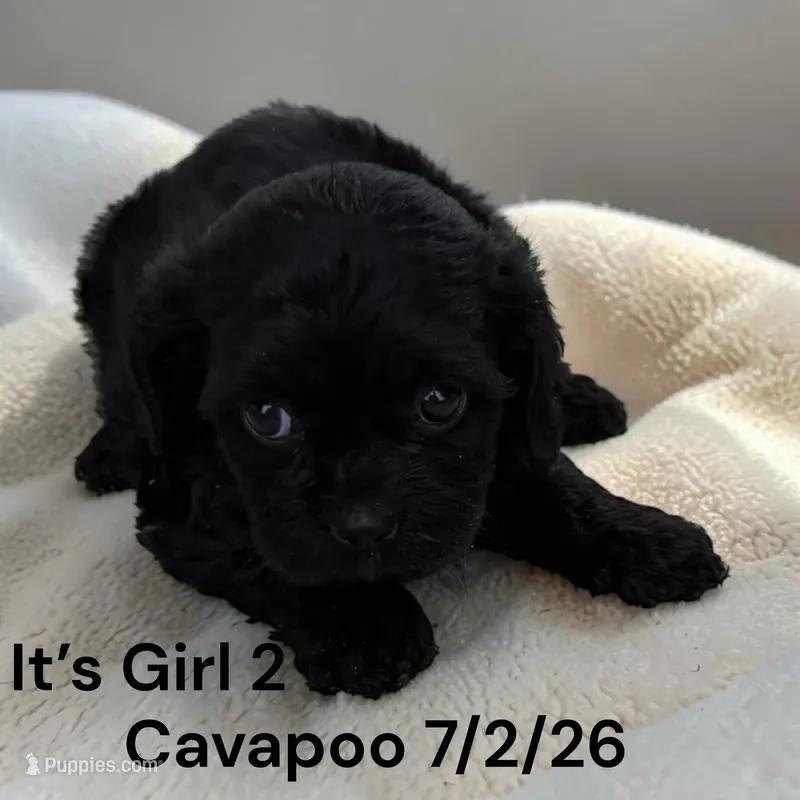 Black girl 2 – Cavapoo puppy for sale in Montpelier, OH