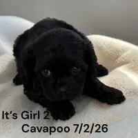 Black girl 2, a female Cavapoo for sale in Montpelier, OH – 1 of 2