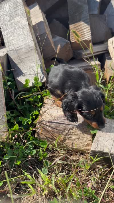 Black/Tan Girl, a female Miniature Dachshund for sale in Montpelier, OH – 4 of 4