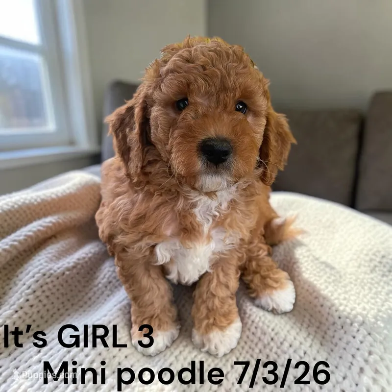 AKC GIRL 3 – Poodle - Miniature  puppy for sale in Montpelier, OH