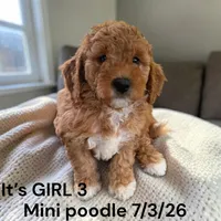 AKC GIRL 3, a female Poodle - Miniature  for sale in Montpelier, OH – 1 of 2